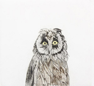 AW_beth-van-hoesen-bruchers-owl-1971-web.jpg